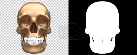 Téléchargez les photos : Crâne sur fond blanc - en image libre de droit