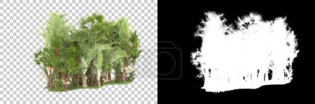 Photo for Tropical forest on background with mask. 3d rendering - illustration - Royalty Free Image