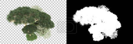 Foto de Concepto de flora natural, árboles realistas aislados sobre fondo blanco para espacio de copia - Imagen libre de derechos