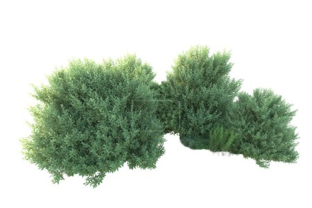 Téléchargez les photos : Arbustes verts isolés sur fond. rendu 3d - illustration - en image libre de droit