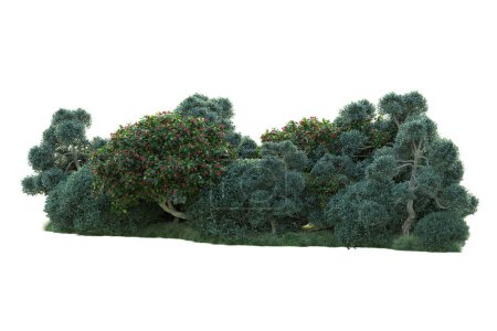 Foto de Arbustos verdes aislados sobre fondo blanco. Representación 3d de plantas forestales - Imagen libre de derechos