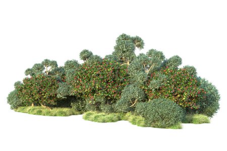 Foto de Arbustos verdes aislados sobre fondo blanco. Representación 3d de plantas forestales - Imagen libre de derechos