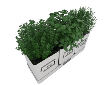 Téléchargez les photos : Épices plantes dans les pots sur fond blanc. rendu 3d - illustration - en image libre de droit