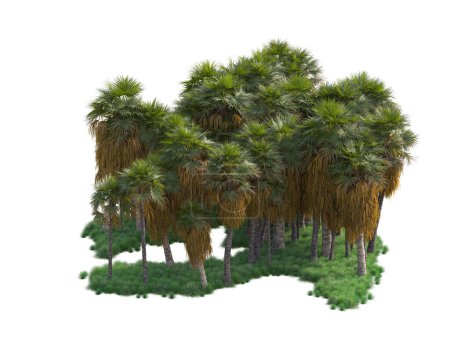 Foto de Vista del bosque tropical con palmeras sobre fondo blanco - Imagen libre de derechos