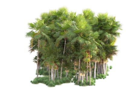 Téléchargez les photos : Vue sur la forêt tropicale avec des palmiers sur fond blanc - en image libre de droit