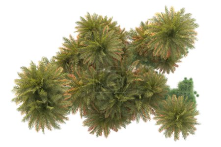 Photo for 3d rendering illustration of exotic tropical trees - Royalty Free Image