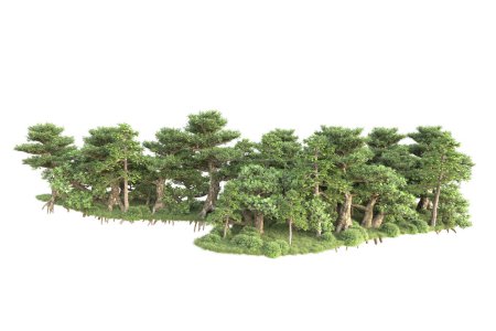 Téléchargez les photos : Vue sur la forêt avec des arbres sur fond blanc - en image libre de droit
