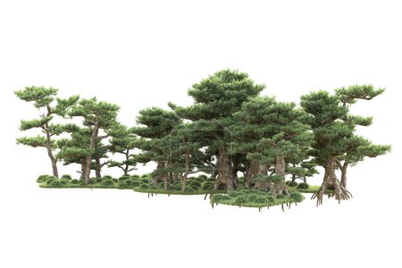 Foto de Vista del bosque con árboles sobre fondo blanco - Imagen libre de derechos