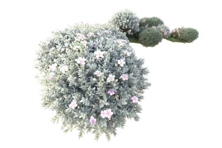 Téléchargez les photos : Vue des buissons sur fond blanc - en image libre de droit