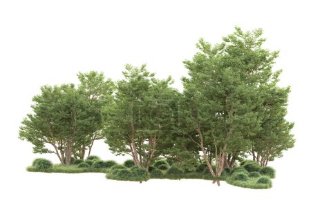Téléchargez les photos : Vue sur la forêt avec des arbres sur fond blanc - en image libre de droit