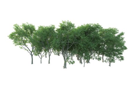 Photo for Forest isolated. Image useful for banners nd poster or photo manipulations. 3d rendering. - Royalty Free Image