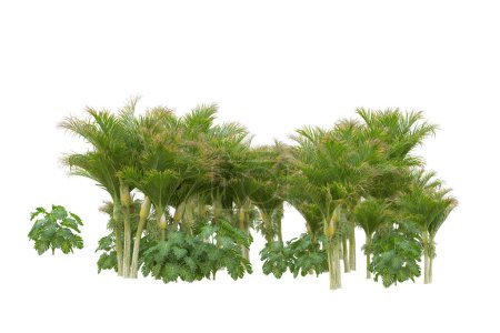 Photo for View of the tropical forest with palm trees on white background - Royalty Free Image