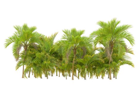 Foto de Vista del bosque tropical con palmeras sobre fondo blanco - Imagen libre de derechos