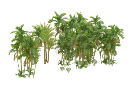 Téléchargez les photos : Vue sur la forêt tropicale avec des palmiers sur fond blanc - en image libre de droit