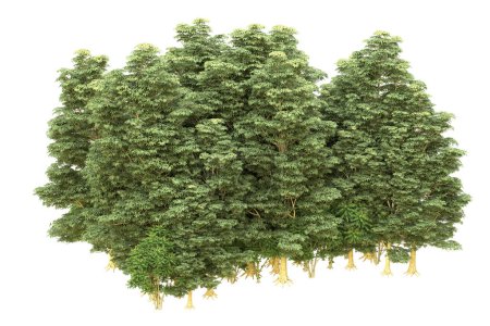 Téléchargez les photos : Forêt isolée sur fond blanc. rendu 3d - illustration - en image libre de droit