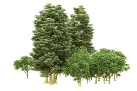 Téléchargez les photos : Forêt isolée sur fond blanc. rendu 3d - illustration - en image libre de droit