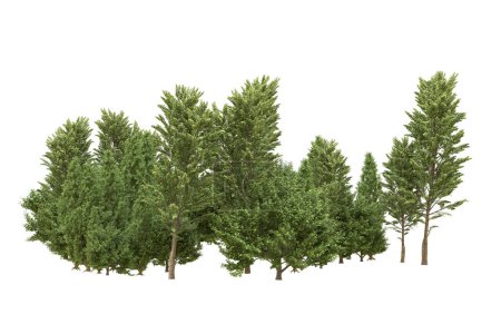 Photo for Forest isolated on white background. 3d rendering - illustration - Royalty Free Image
