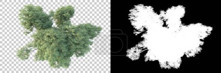 Foto de Árboles verdes sobre fondo transparente con máscara. renderizado 3d. Naturaleza - Imagen libre de derechos