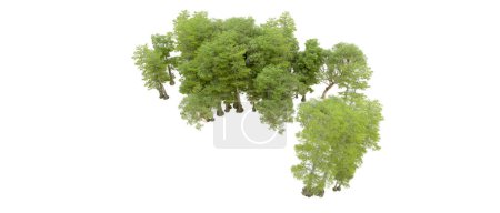 Téléchargez les photos : Arbres verts isolés sur fond blanc - en image libre de droit