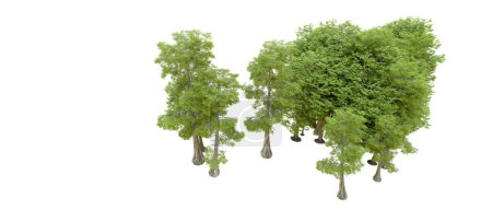 Photo for Nature. Green trees isolated on white background - Royalty Free Image