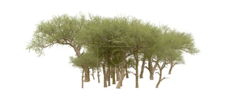 Photo for Forest isolated. Image useful for banners nd poster or photo maipulations. 3d rendering. - Royalty Free Image