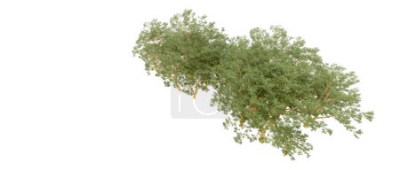 Téléchargez les photos : Rendu 3d d'arbres verts isolés sur fond blanc - en image libre de droit