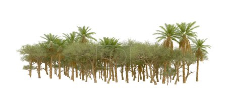 Photo for Tropical forest isolated on white background. 3d rendering - illustration - Royalty Free Image