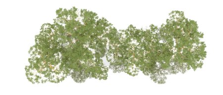 Foto de Naturaleza. Árboles verdes aislados sobre fondo blanco - Imagen libre de derechos