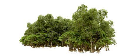 Téléchargez les photos : La nature. Arbres verts isolés sur fond blanc - en image libre de droit
