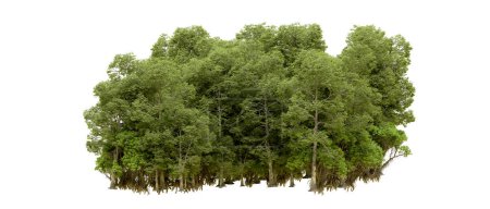 Foto de Naturaleza. Árboles verdes aislados sobre fondo blanco - Imagen libre de derechos