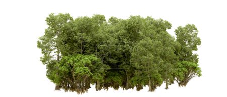 Téléchargez les photos : La nature. Arbres verts isolés sur fond blanc - en image libre de droit