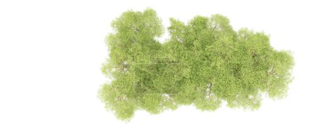 Téléchargez les photos : Arbres buissonnants verts isolés sur fond blanc - en image libre de droit