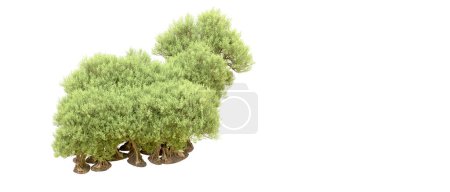 Photo for Green trees on white background - Royalty Free Image