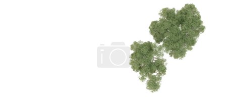 Téléchargez les photos : Arbres verts isolés sur fond blanc - en image libre de droit