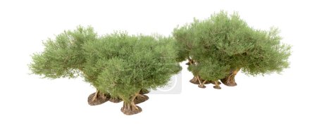 Photo for Green bushy trees isolated on white background - Royalty Free Image