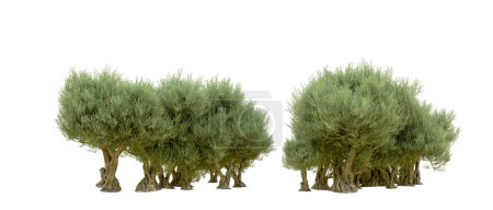Photo for Green trees isolated on white background - Royalty Free Image
