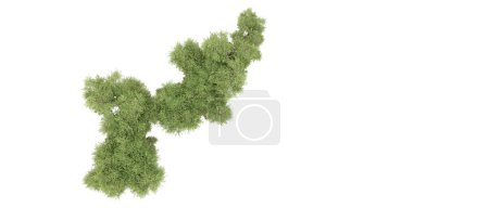 Foto de Árboles verdes aislados sobre fondo blanco - Imagen libre de derechos
