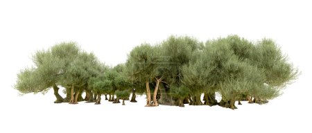 Téléchargez les photos : Forêt verte isolée sur fond blanc. Illustration de rendu 3d - en image libre de droit