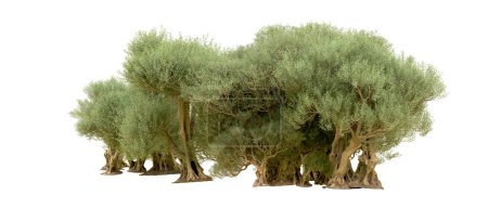 Foto de Bosque verde aislado sobre fondo blanco. Ilustración de representación 3d - Imagen libre de derechos