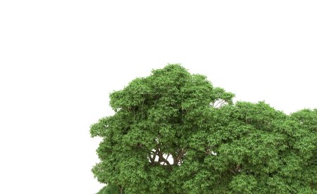 Photo for Green forest isolated. Useful for banners and posters. 3d rendering. - Royalty Free Image