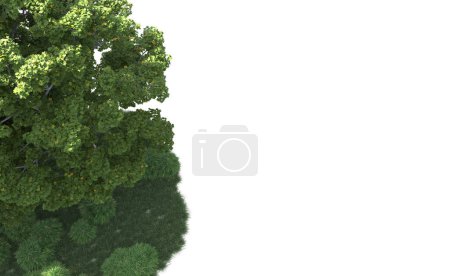 Téléchargez les photos : Un groupe d'arbres sur fond blanc - en image libre de droit