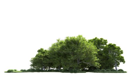 Foto de Primer plano de los árboles sobre fondo blanco - Imagen libre de derechos