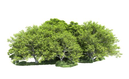 Photo for Close up of trees on white background - Royalty Free Image