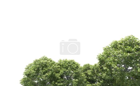 Foto de Primer plano de los árboles sobre fondo blanco - Imagen libre de derechos