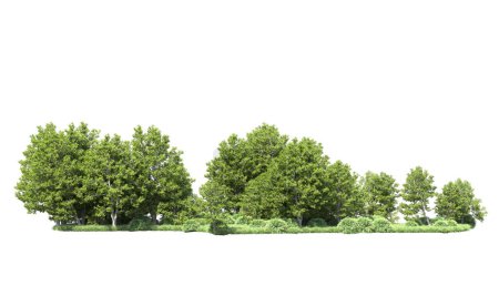 Téléchargez les photos : Un groupe d'arbres avec un fond blanc - en image libre de droit