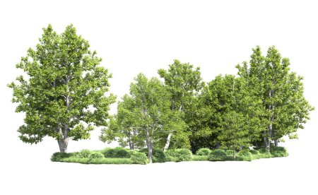 Photo for A group of trees with a white background - Royalty Free Image