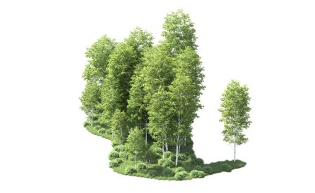 Téléchargez les photos : Un groupe d'arbres avec un fond blanc - en image libre de droit