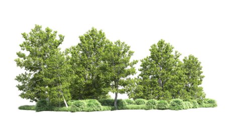 Photo for A group of trees isolated  on white background - Royalty Free Image