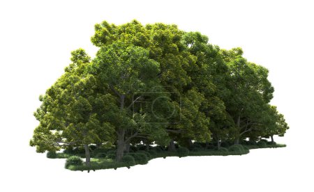 Photo for Forest trees isolated on background with mask. 3d rendering - illustration - Royalty Free Image
