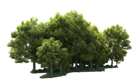 Téléchargez les photos : Un groupe d'arbres isolés sur fond blanc - en image libre de droit